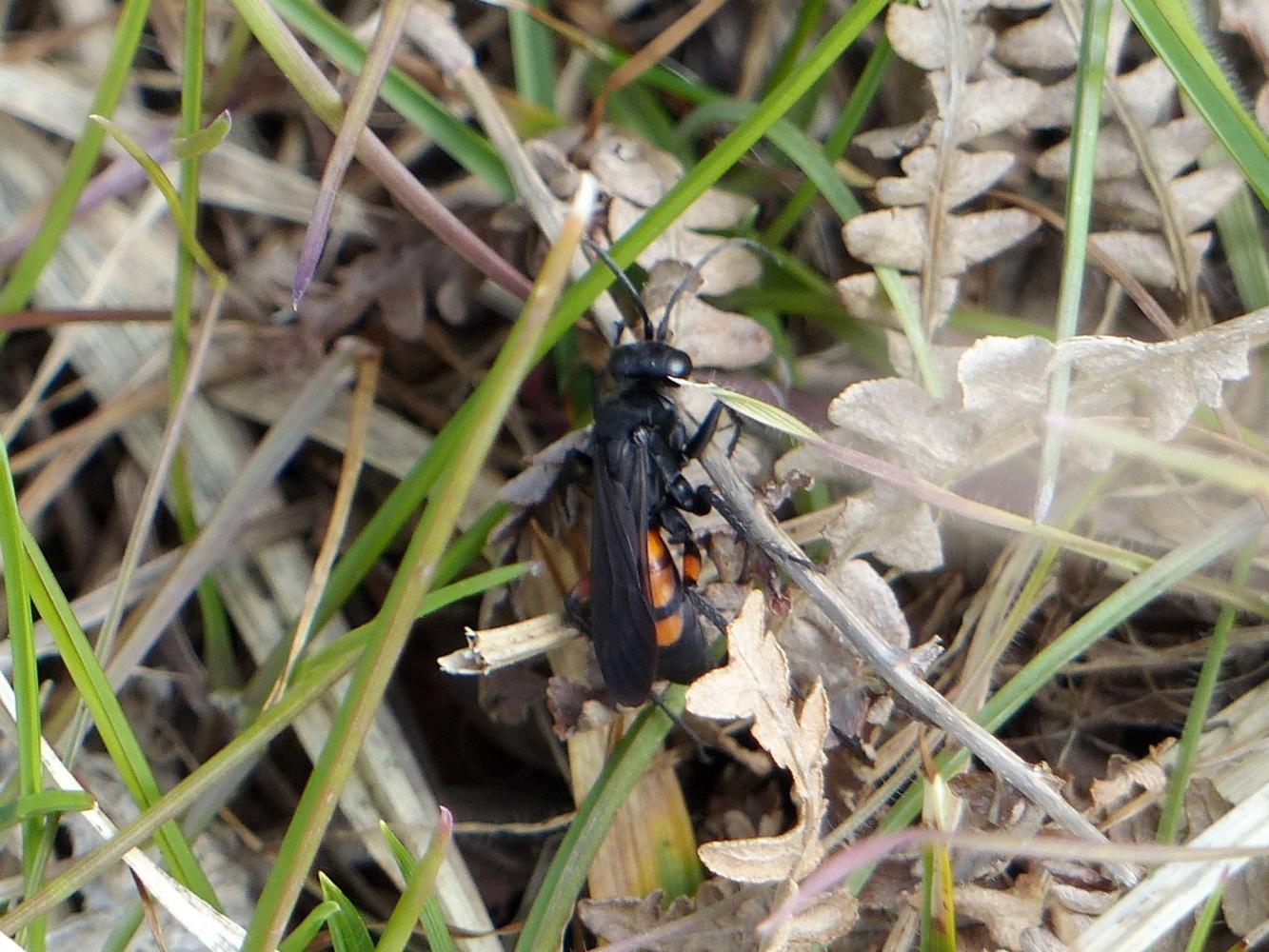 Pompilidae rossonero gi in azione: Anoplius viaticus